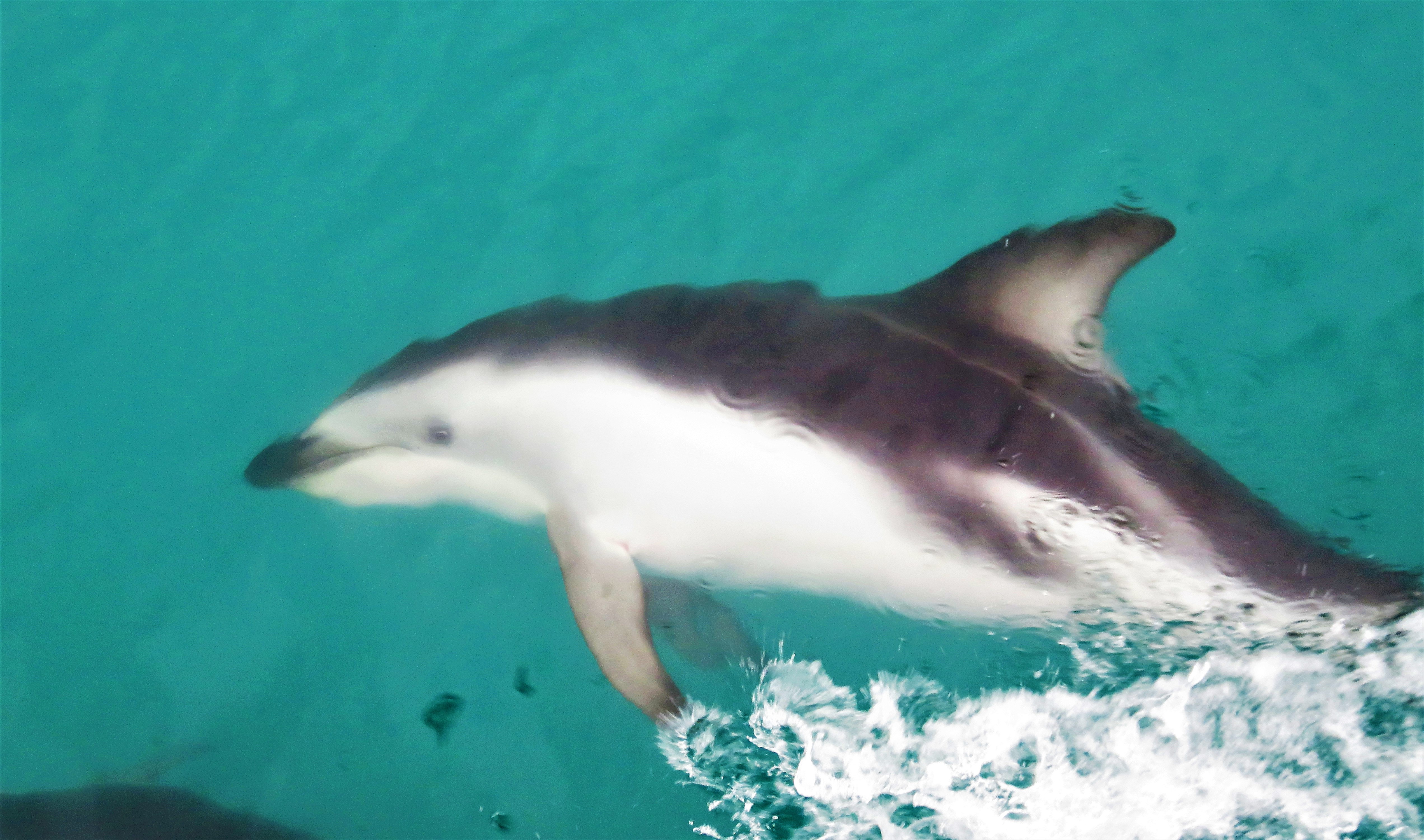 Delfinschwimmen Kaikoura